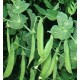 Toledo Sugar peas